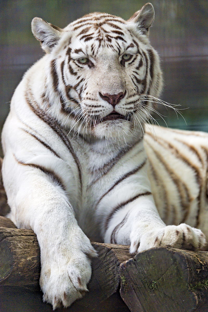 tiger, white, predator, big cat, wildlife, HD phone wallpaper