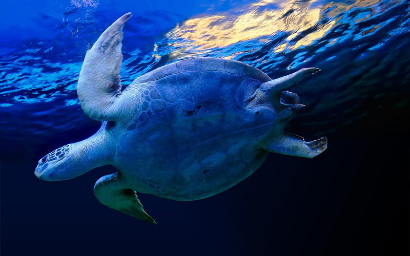 Sea turtle, dreamy, wonderful, sea turtles, blue ocean, bonito, twilight,  sea animal, HD wallpaper | Peakpx