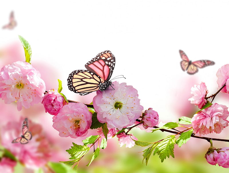 Spring Blossom, blossom, bloom, flowers, bonito, spring, butterflies, delicate, pink, HD wallpaper