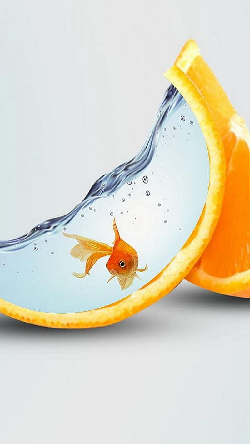 Fish bowl , water, color, orange, HD phone wallpaper