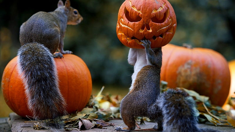 Pumpkin Squirrels, Paws, Pumpkin, Orange, Squirrels, Funny, HD ...