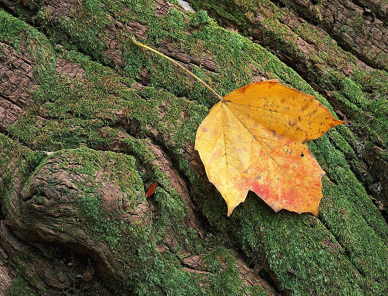 A Piece Of Autumn, pretty, fall, autumn, remnant, piece, leaf, tree, graphy, moss, nature, forests, bark, HD wallpaper