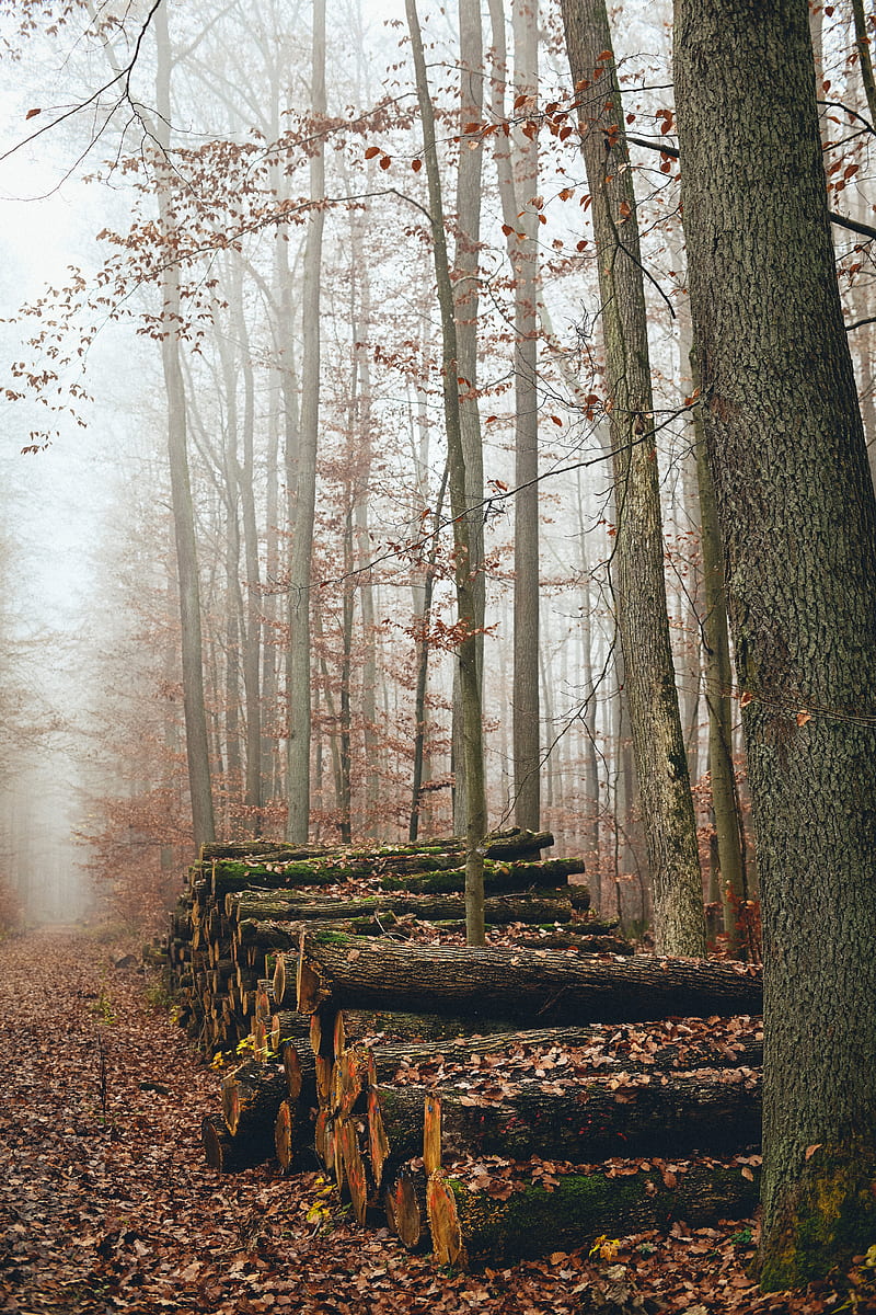 trees, logs, fog, autumn, nature, HD phone wallpaper