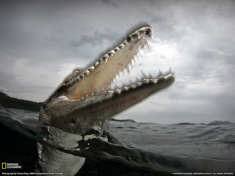 Australian saltwater crocodile- National Geographic selected, HD wallpaper