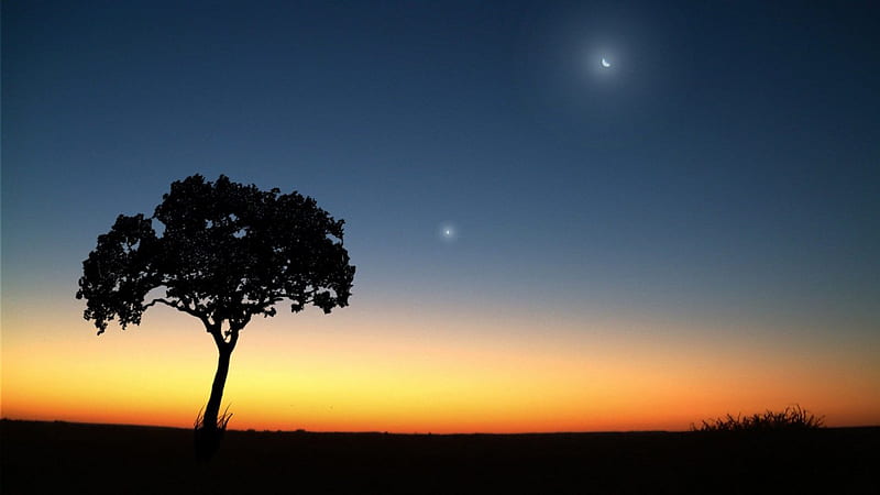 Alone in Sunset, view, scencery, bonito, sunset, trees, sky, alone, dark, beauty, nature, star, blue, night, HD wallpaper