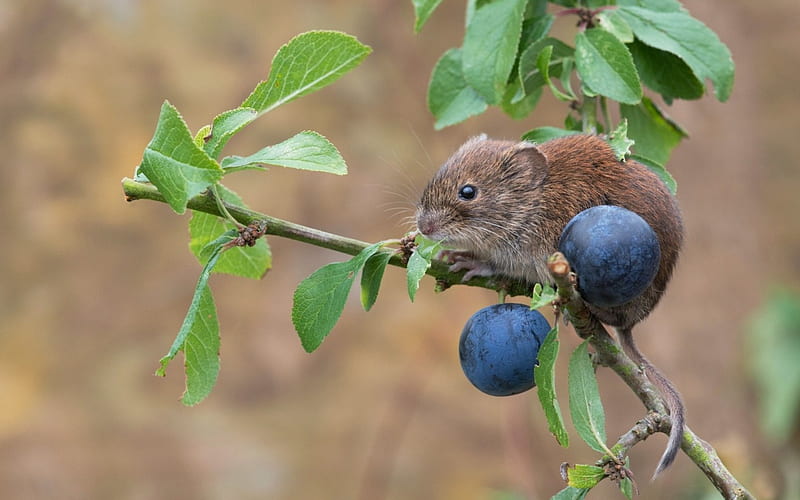 Garden mouse, branch, animal, cute, green, berry, mouse, pars, garden, blue, HD wallpaper