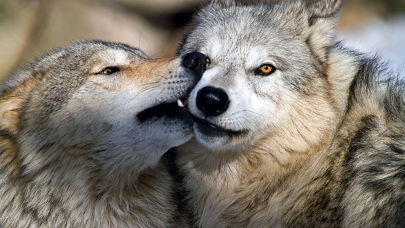 Animal One Wolf Bite Another Wolf Animals, HD wallpaper