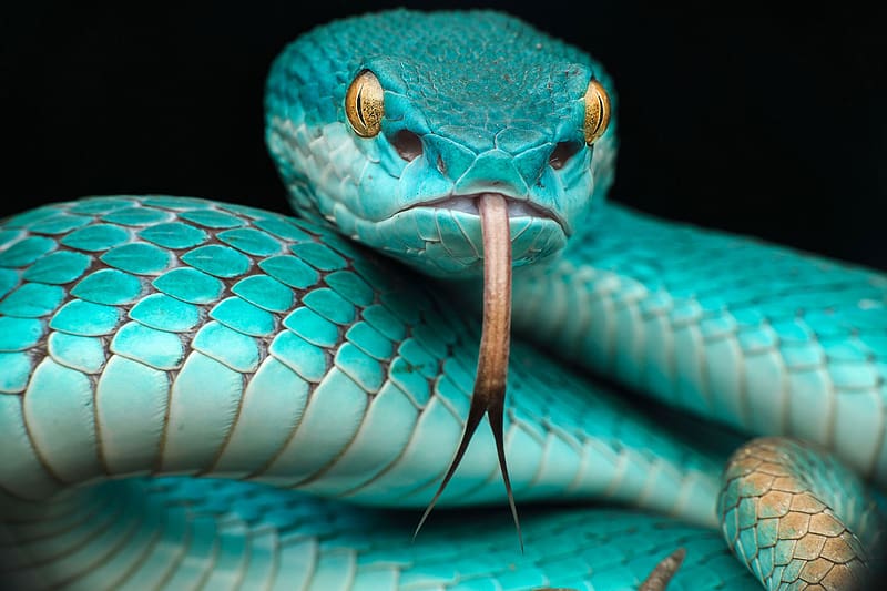 Animal, Snake, Reptiles, Viper, Pit Viper, HD wallpaper