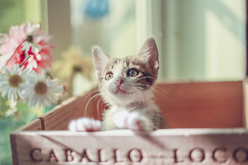 Cute Cat Kitty, cat, animals, HD wallpaper