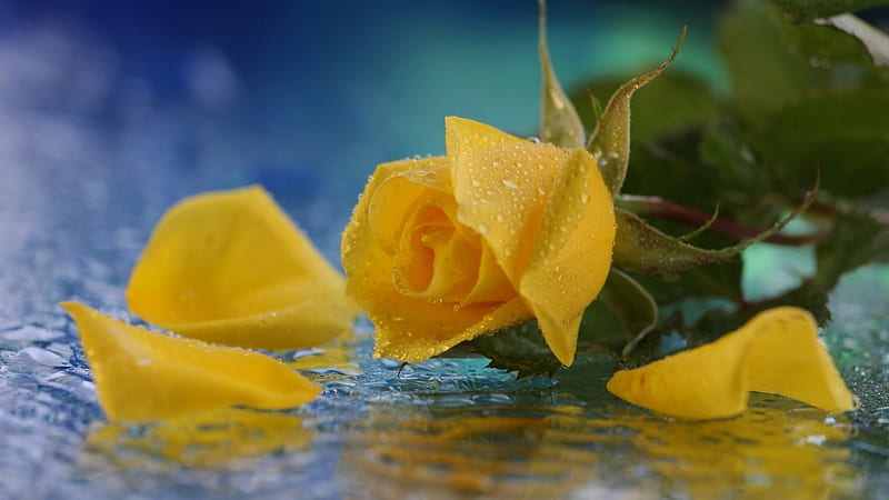 Màu vàng sáng của hoa hồng luôn mang lại niềm vui và sự tươi mới trong cuộc sống. Hãy thưởng thức hình ảnh về hoa hồng vàng, cùng cảm nhận vị ngọt mát trong lành của hoa tươi đang nở rộ nơi đó.