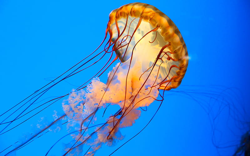 1920x1080px, 1080P free download | Jellyfish, medusozoa, life, ocean ...