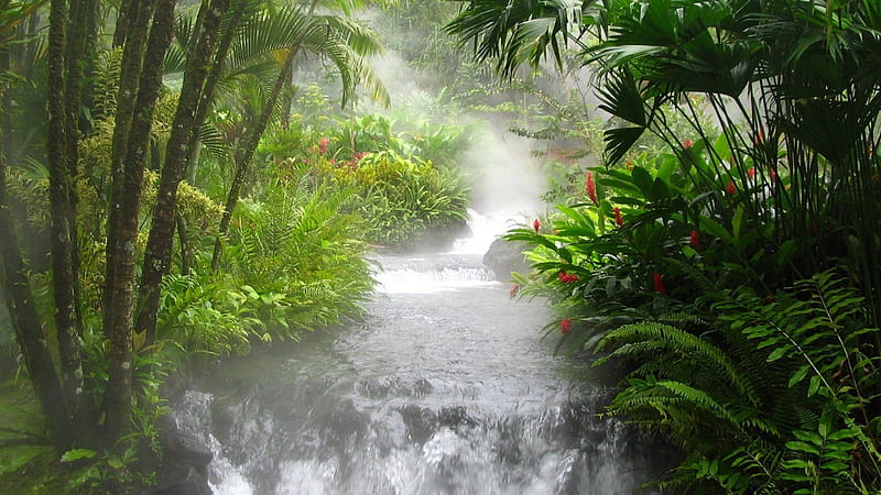 Waterfall Stream Between Trees And Plants Covered Jungle During Daytime Jungle, HD wallpaper