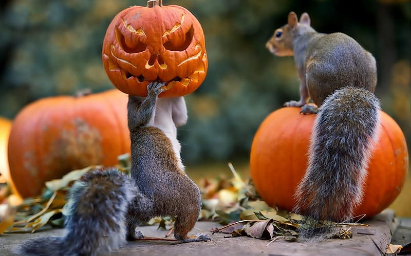 Squirrel's Halloween, face, funny, mask, pumpkins, HD wallpaper