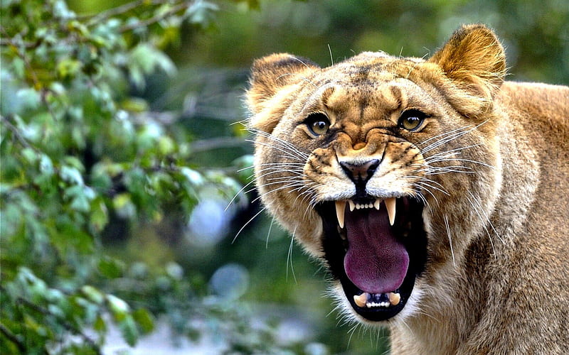 THE QUEEN RULES!, predator, mouth, lioness, tongue, lion, teeth, HD wallpaper