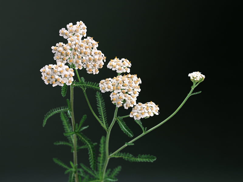 herbaceous flowers - Health Herbal life 01, HD wallpaper