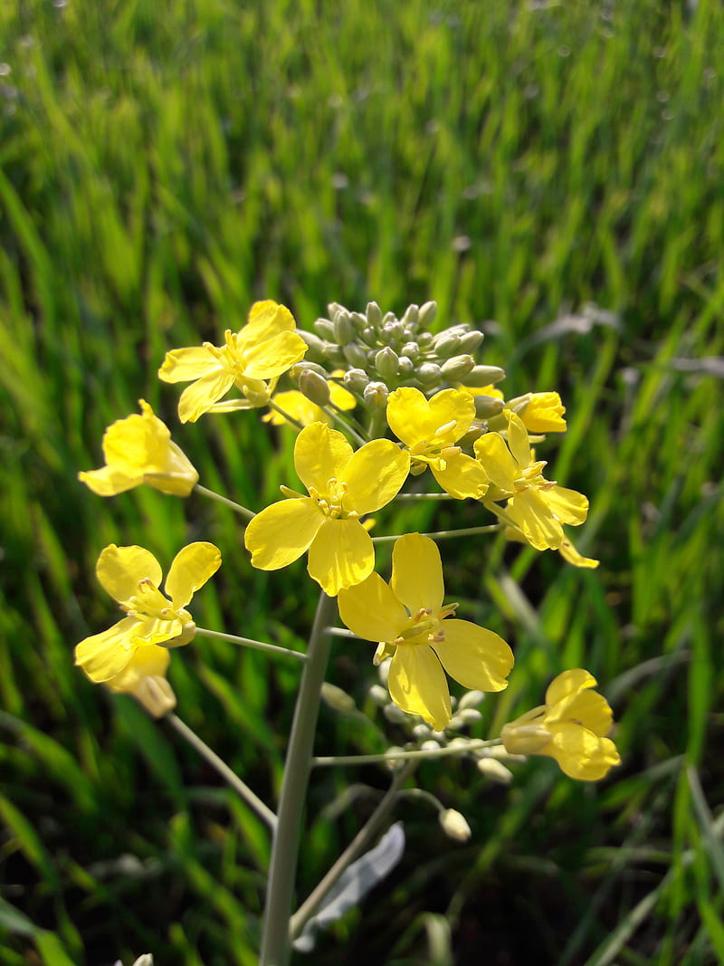 Yellow Mustard, flowers, nature, HD phone wallpaper