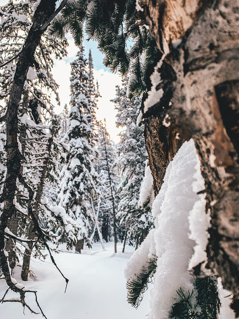 forest, snow, winter, trees, conifer, HD phone wallpaper