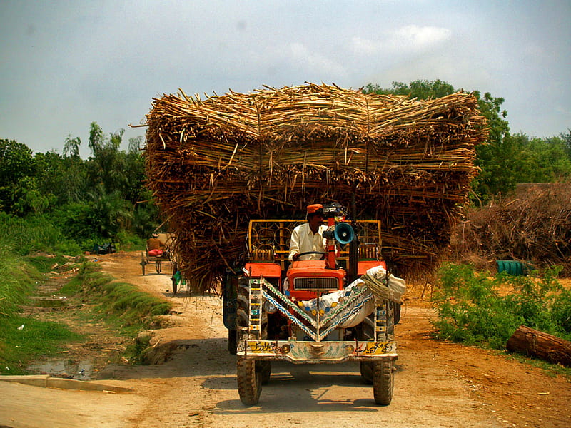 Sugar Cane being Transported, village, tractor, road, suger cane, HD wallpaper
