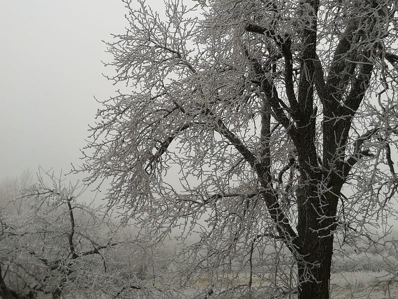 frosted pear tree, tree, nice, pear, snow, frozen, winter, frost, HD wallpaper