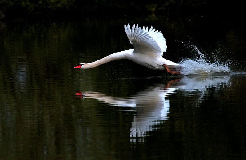 Lift off, splash, water, take off, flight, white, swan, HD wallpaper