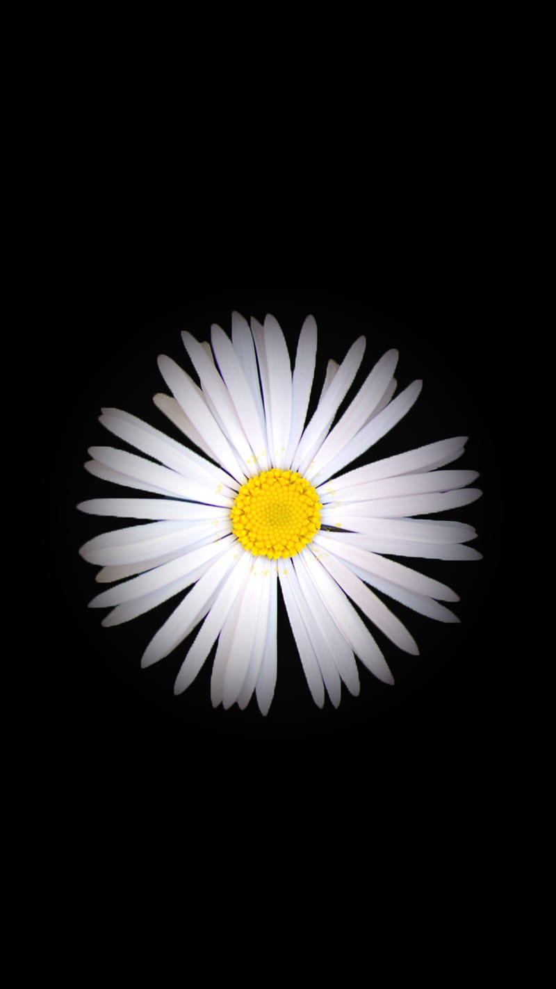Daisy, black, flower, nature, white, HD phone wallpaper