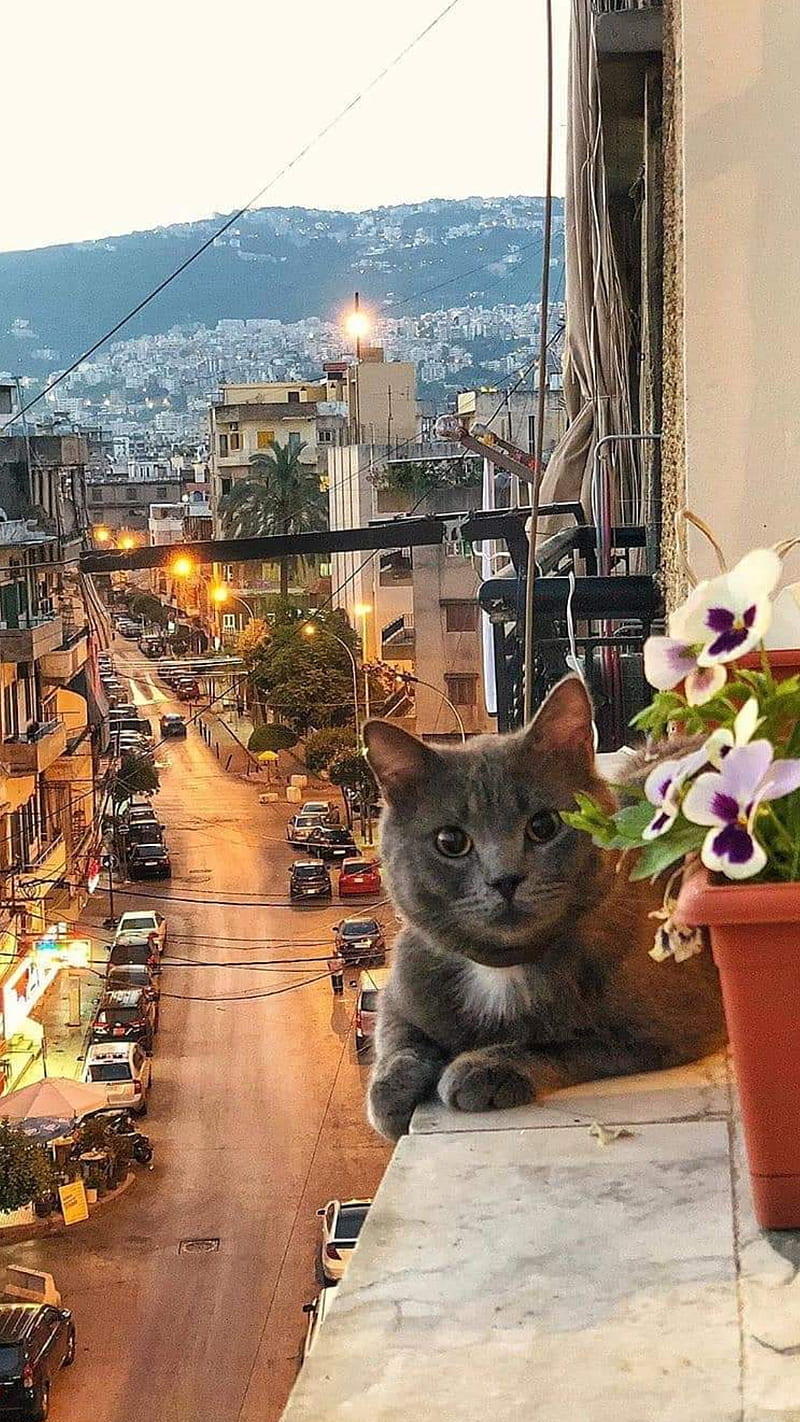 Burj Hammoud, animal, armenians, beirut, cat, city, lebanon, lights, pet, street, town, HD phone wallpaper