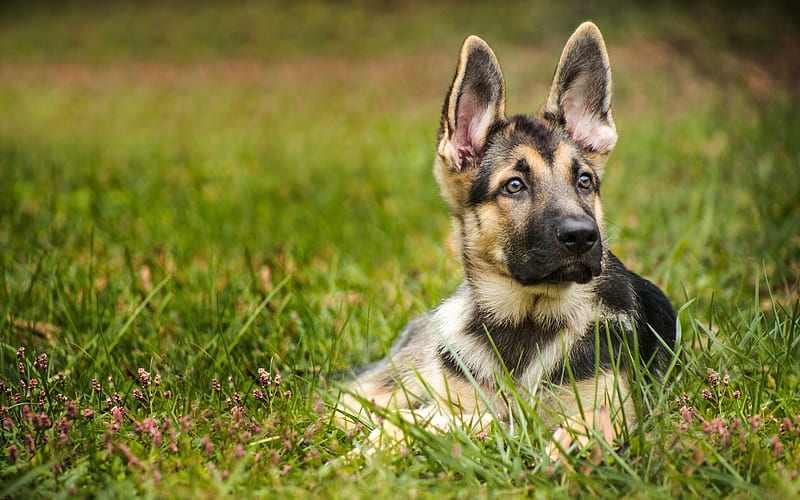 small German shepherd, long big ears, a small puppy, cute animals, dogs, puppy in the grass, HD wallpaper