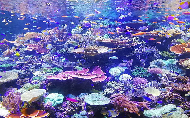 Coral Reef, oceanic life, beautiful, aqua, aquatic life, reef, marine, underwater, oceanic, nature, coral reefs, reefs, ocean, graphy, marine life, fish, aquatic, coral, aesthetic, ambient, HD wallpaper