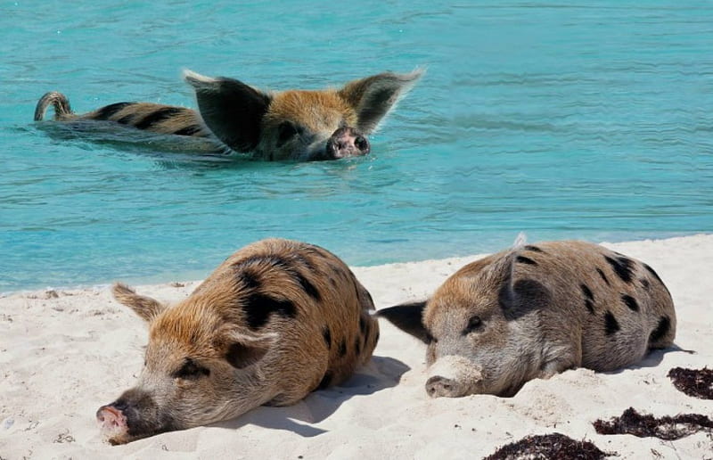 pigs paradise, on, beach, the, swimming, HD wallpaper