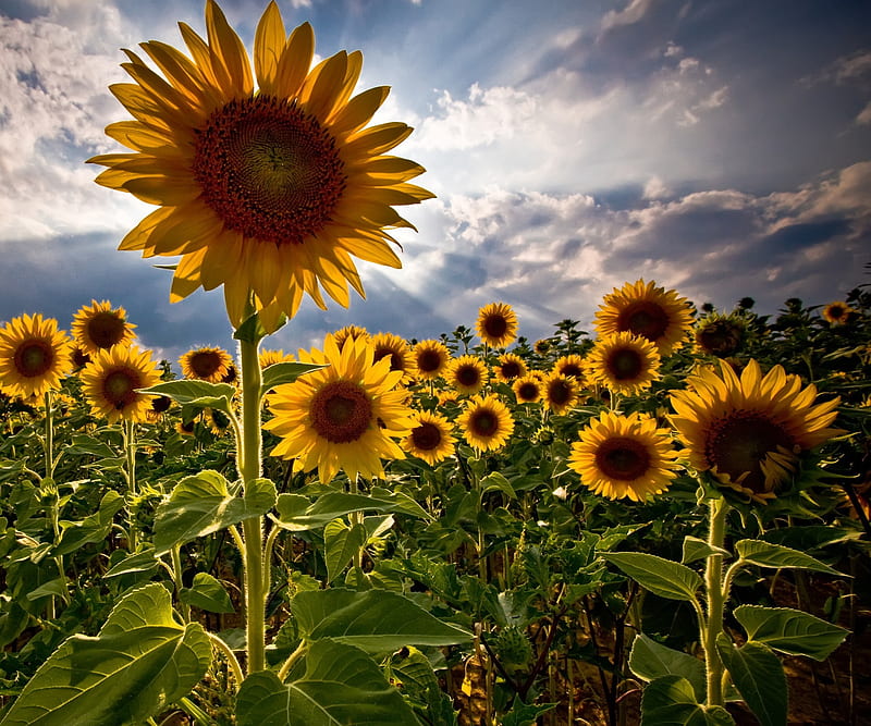 Sunflowers, landscape, nature, HD wallpaper | Peakpx