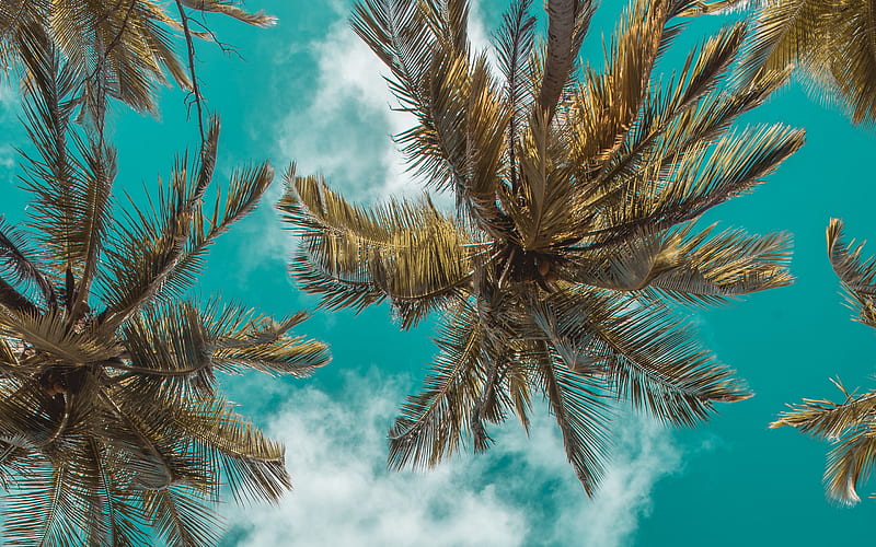 palm trees bottom view, blue sky, palm leaves against the sky, palm trees, summer, tourism, summer travel, HD wallpaper