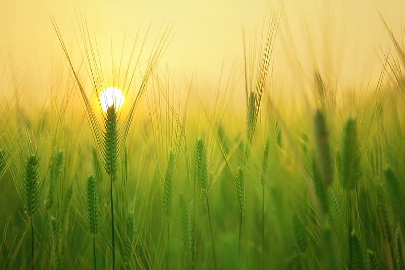 Barley Field , field, wheat, nature, macro, graphy, HD wallpaper