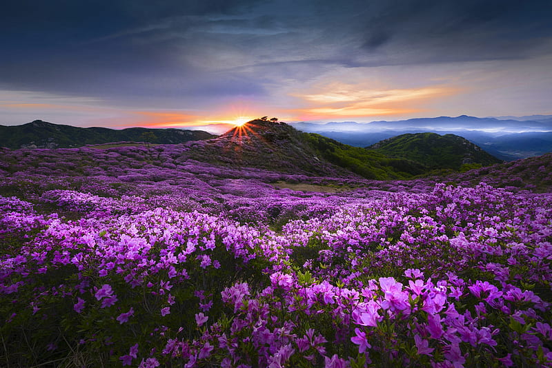Flower valley, Flowers, Mountains, Morning, Nature, HD wallpaper | Peakpx