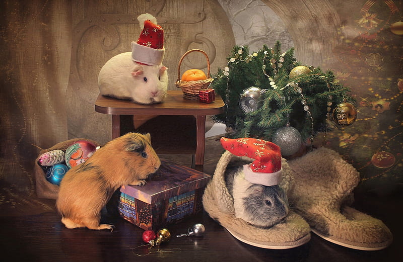 Merry Christmas!, guinea pig, deco, christmas, craciun, HD wallpaper