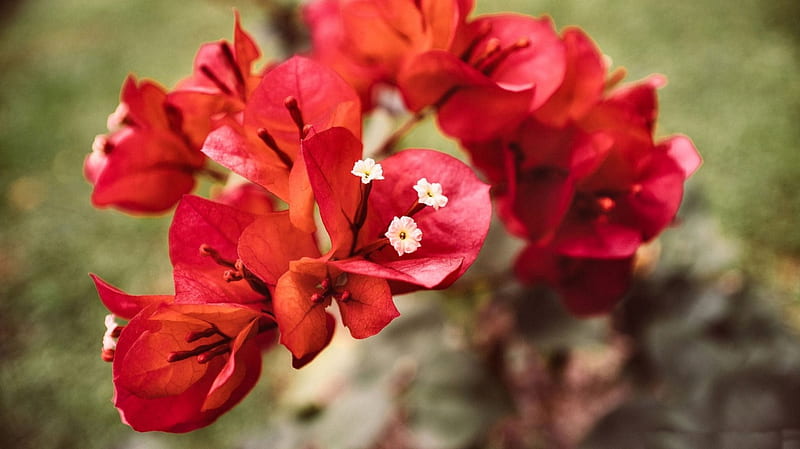 Red Bougainvillea Flowers, romance, bonito, floral, still life, graphy, love, wide screen, flower, beauty, bougainvillea, HD wallpaper