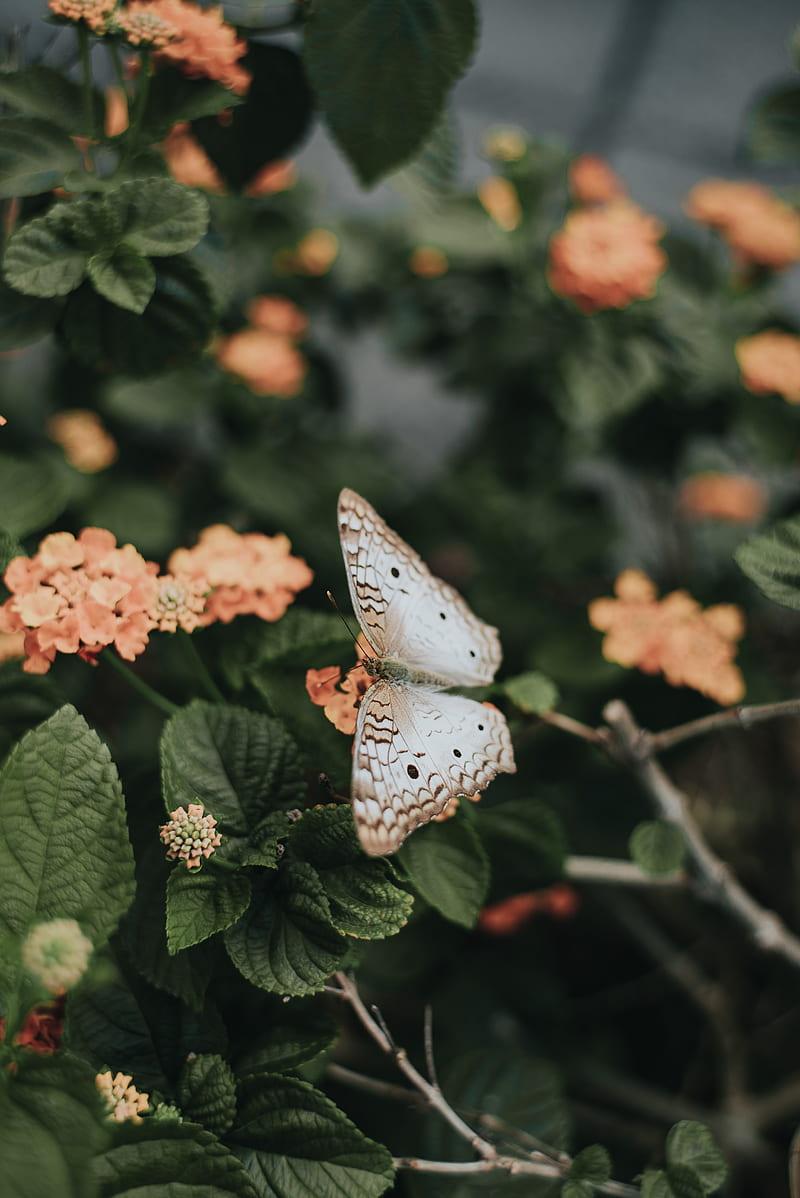 butterfly, flowers, spring, leaves, HD phone wallpaper