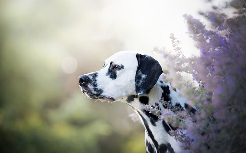 Dalmatian, cute white dog with black spots, pets, dogs, lavender, flower field, HD wallpaper