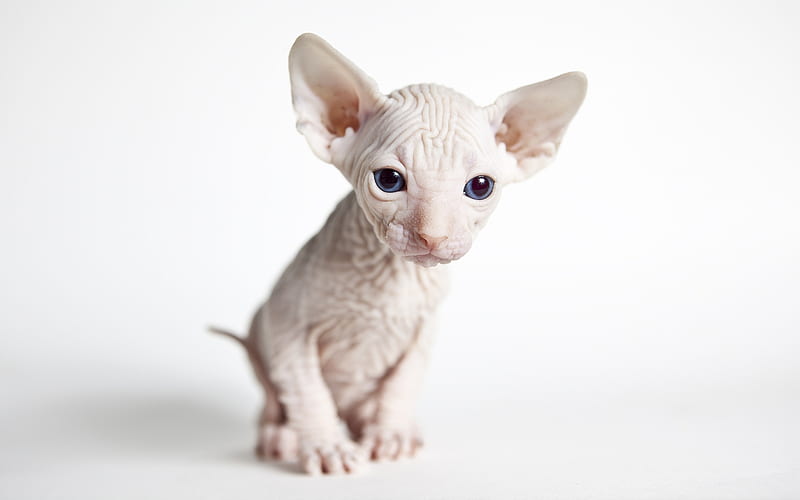 Sphynx cat, small hairless cat, white kitten, cute animals, domestic cats, HD wallpaper