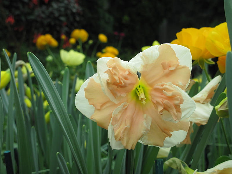Double Daffodils, Daffodils, graphy, Garden, green, yellow, Flowers, HD wallpaper