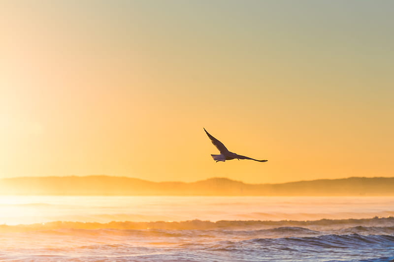 seagull, bird, field, fog, sunset, sea, HD wallpaper
