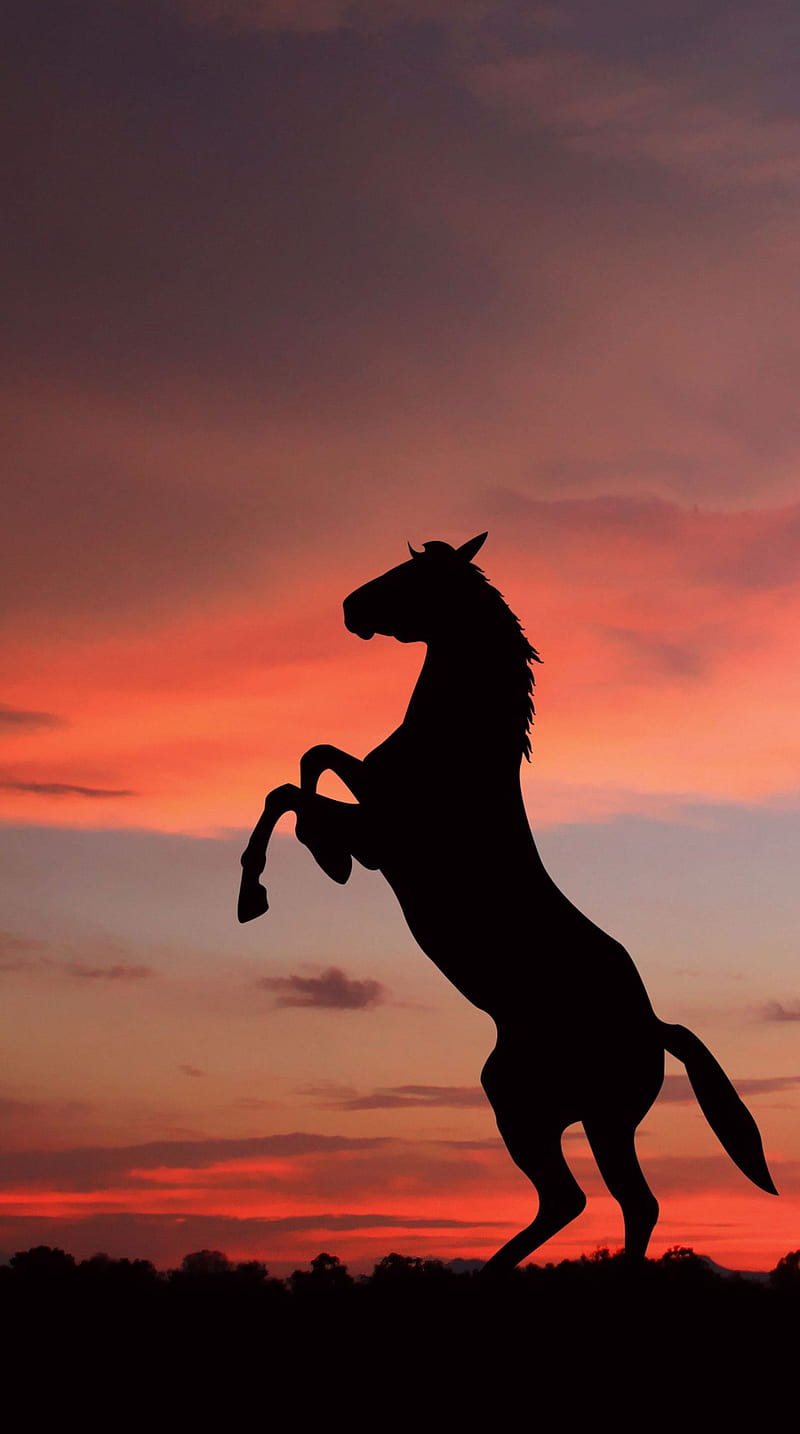 Horse, silhouette, sunset, HD phone wallpaper