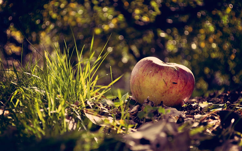 Apple scenary, apple, fruit, autumn, grass, view, nature, landscape, HD wallpaper
