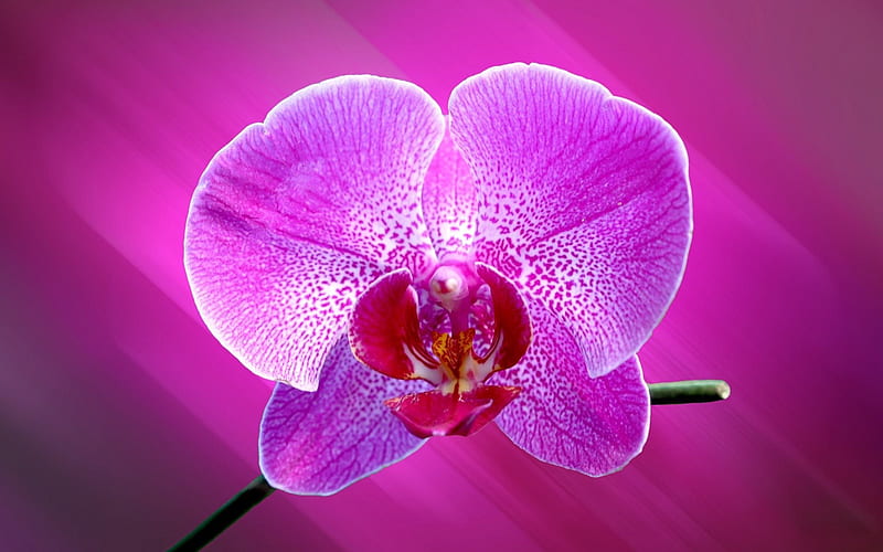 pink orchid, tropical flower, orchids, beautiful flowers, HD wallpaper