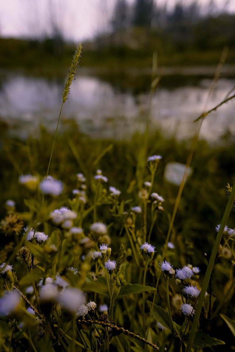 flowers, grass, meadow, wildflowers, ear, HD phone wallpaper
