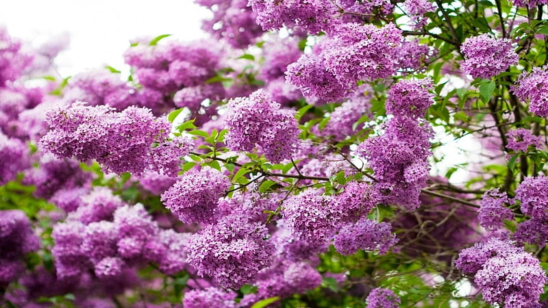 Lilacs, blossoms, garden, spring, bush, HD wallpaper