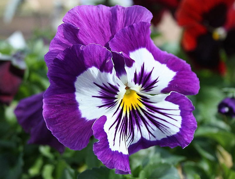 Violet Primrose, flowers, nature, violet, primrose, HD wallpaper
