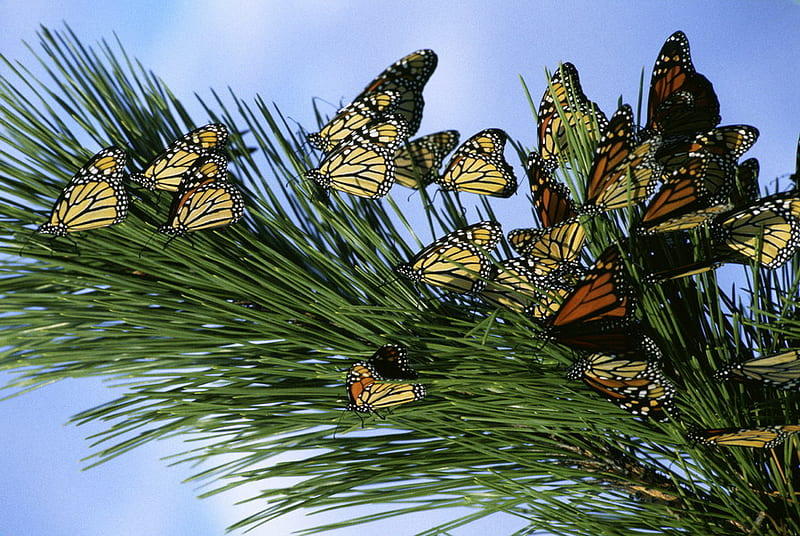 MONARCH BUTTERFLIES, swarm, tree, butterflies, pine, HD wallpaper