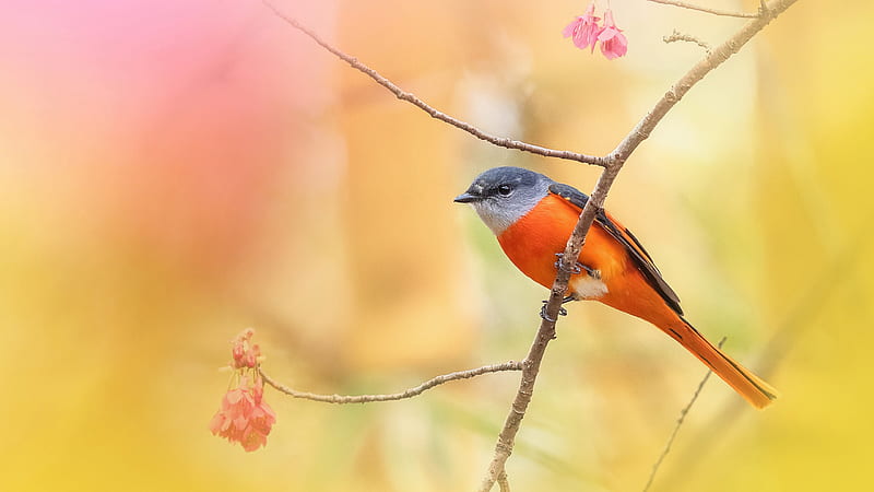 Orange Black Bird Is Resting On Tree Stalk In Blur Yellow Background Birds, HD wallpaper