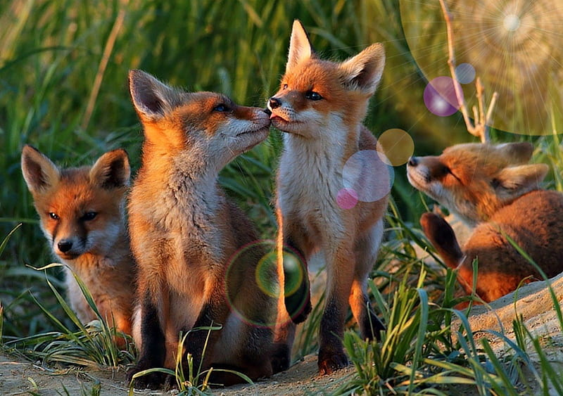 FAMILY LOVE, family, forest, wild creatures, adorable, baby animals, cute, grasses, love, foxes, nature, wild animals, HD wallpaper