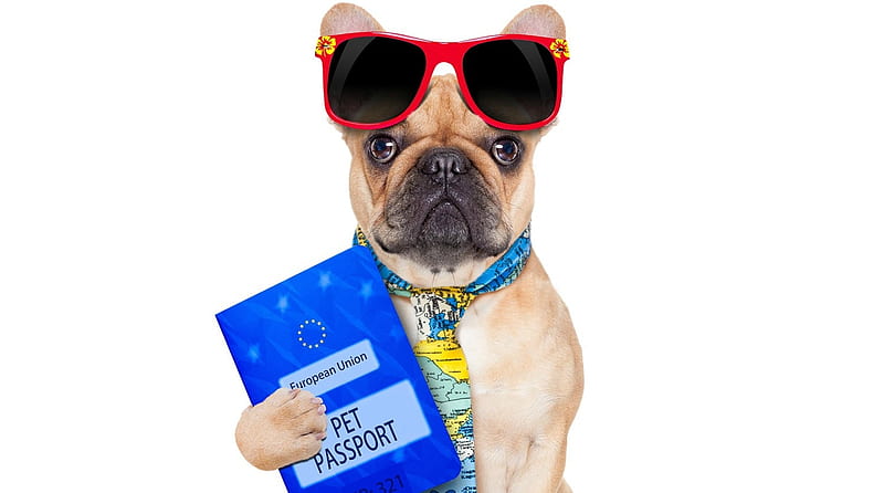 Funny dog, holiday, vacancy, caine, tie, sunglasses, passport, funny, dog, blue, HD wallpaper